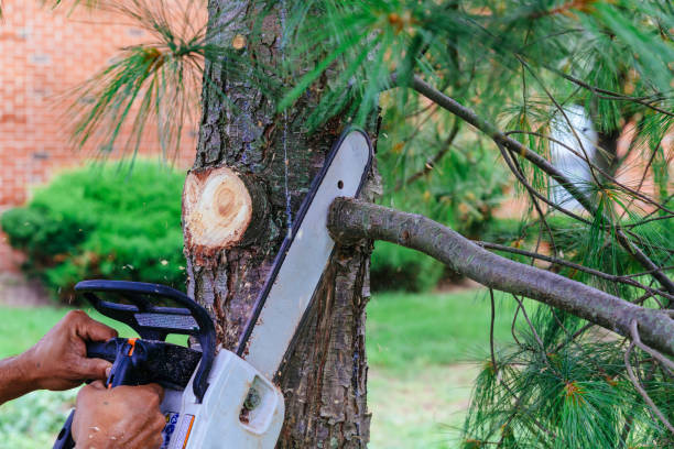 Best Residential Tree Removal  in Gilbert, MN